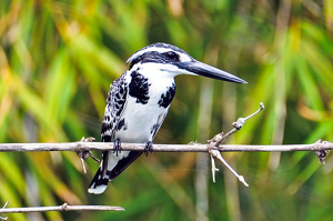 Pied Kingfisher, Mysore India - Photo by Aadarsh Gopalakrishna