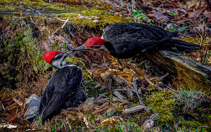 Pileated Woodpeckers Affection - Photo by John McGarry