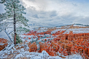 Pine Tree at Bryce Canyon - Photo by John McGarry