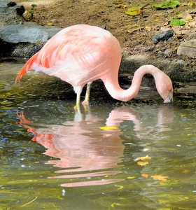 Pink Flamingo - Photo by Charles Hall