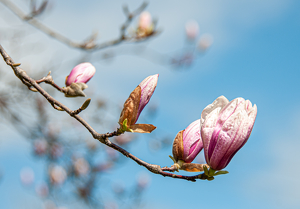 Pink Magnolia - Photo by Linda Fickinger