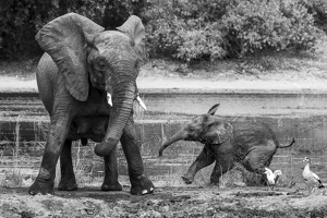 Class A HM: Playful elephant by Nancy Schumann