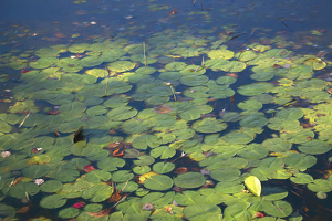 Pond Lilies - Photo by Elaine Ingraham