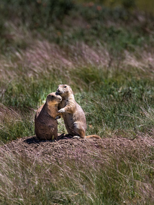 Prairie Dogs comforting one another - Photo by Nancy Schumann