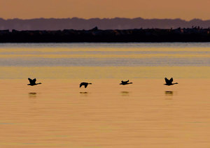 Pre-Dawn Geese Patrol - Photo by John Straub