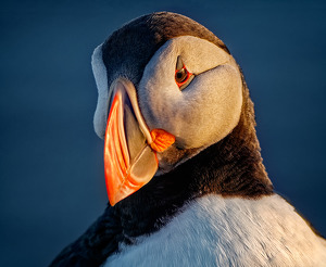 Pretty Puffin - Photo by John McGarry