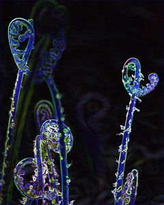 Psychedelic Ferns - Photo by Bill Latournes