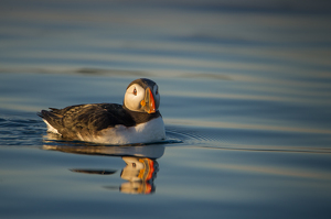Puffin Reflected - Photo by Danielle D'Ermo