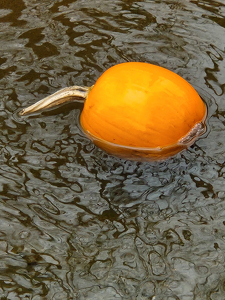 Pumpkin In A Stream - Photo by Bill Latournes