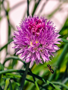 Purple Flower and Bee - Photo by Louis Arthur Norton