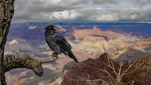 Raven's Perch - Photo by Eric Wolfe