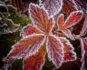 Red Leaves with Frost - Photo by John McGarry
