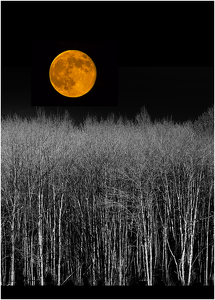 Red Moon Rising - Photo by Bruce Metzger