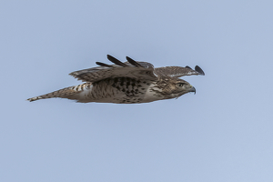 Red Tailed Hawk in Flight - Photo by Lorraine Cosgrove