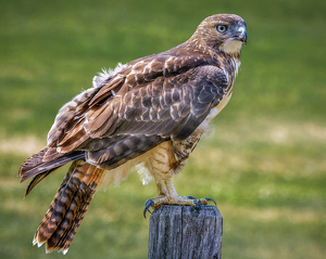 Red Tailed Hawk posing - Photo by Bill Payne