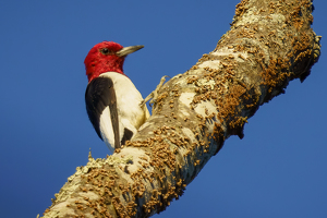 Red-headed Woodpecker Portrait - Photo by Jeff Levesque