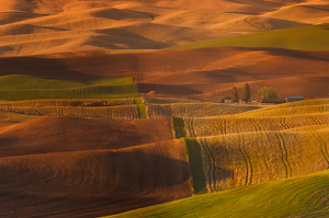 Salon 2nd: Rolling Hills of the Palouse by Danielle D'Ermo