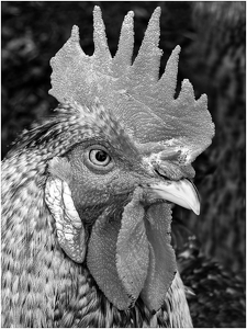 Rooster - Photo by Frank Zaremba, MNEC