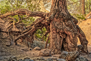 Roots - Photo by John McGarry