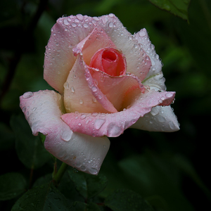 Class A 2nd: Rose After The Rain by Bill Latournes