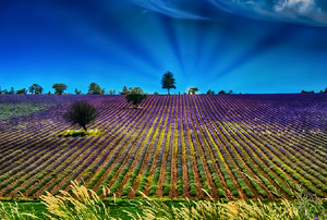 Rows of Lavender - Photo by Ben Skaught