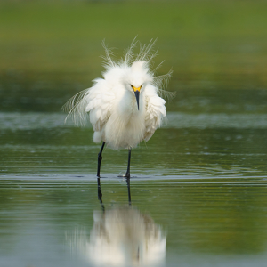 Ruffled Feathers - Photo by Jeff Levesque