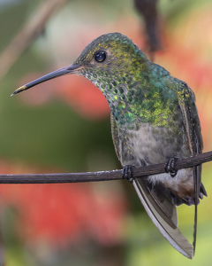 Rufous-tailed Hummingbird - Photo by Eric Wolfe