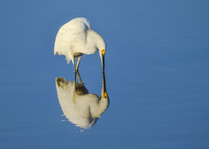 Simply an Egret - Photo by Libby Lord