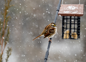Sparrow in Winter - Photo by Quannah Leonard