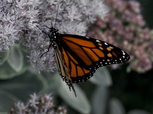 Summertime Butterfly - Photo by Alene Galin