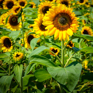 Sunny Sun Flower - Photo by Bill Payne