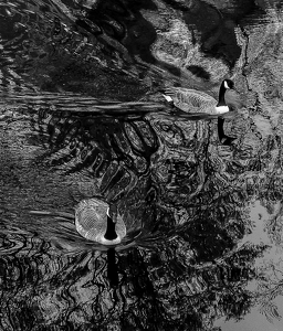 Surrealist Geese - Photo by Arthur McMannus