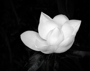 Sweet Magnolia - Photo by Mark Tegtmeier