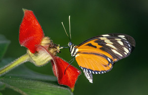 Sweet nectar - Photo by Bert Sirkin
