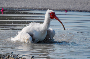 The Ibis and the Mud Puddle - Photo by Linda Fickinger