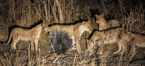 The porcupine won - Photo by Susan Case