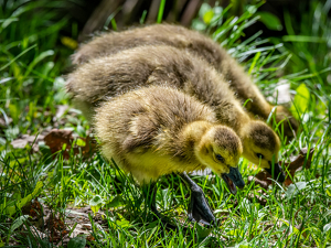 Three Baby Geese - Photo by Frank Zaremba, MNEC