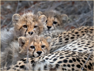 Three Little Kittens - Photo by Susan Case
