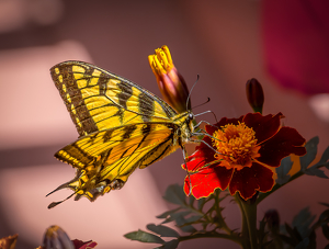 Tiger Swallowtail - Photo by Arthur McMannus
