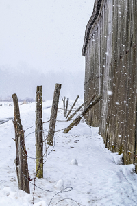 Tobacco Shed on a Snowy Day - Photo by Libby Lord
