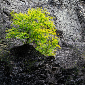Tree at Taughannock Falls State Park - Photo by Robert McCue