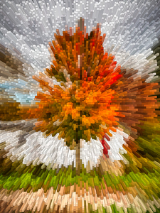 Tree in Autumn - Photo by Frank Zaremba, MNEC