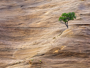 Tree with rock striations - Photo by Bert Sirkin