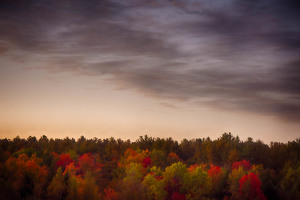 trees - Photo by John Parisi