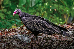 Turkey Vulture with Prey - Photo by John McGarry