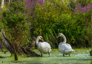 Two Swans Interrupted - Photo by Libby Lord