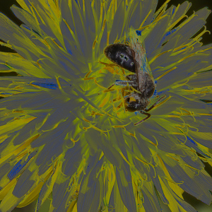 Class A HM: Wasp on Yellow Dahlia by Nancy Schumann