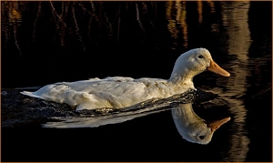 White Duck - Photo by Bill Latournes