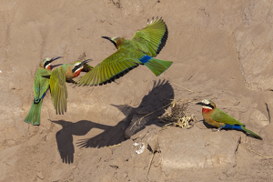 White Fronted Bee Eaters - Photo by Nancy Schumann