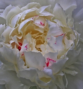Class A 1st: White Peony by William Latournes
